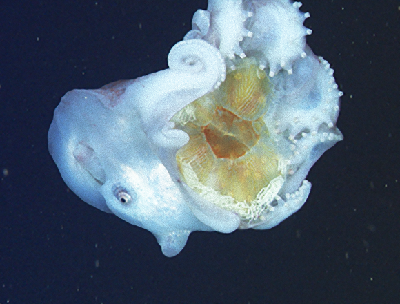 全長4メートル。深海に住む超巨大タコ「カンテンダコ」は食後のクラゲの触手を武器として利用している可能性