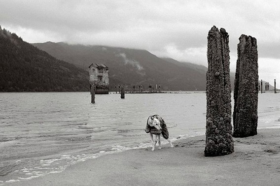 old_dogs_28