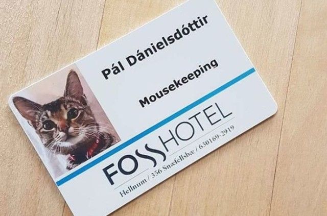 この度、正式に採用されましたのでよろしく！アイスランドのホテルに勤務する猫