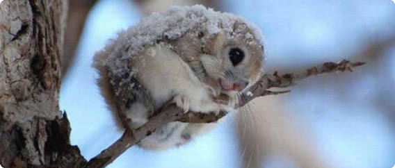 思わず「ふぉぉおお！！」と言いたくなる動物画像30枚