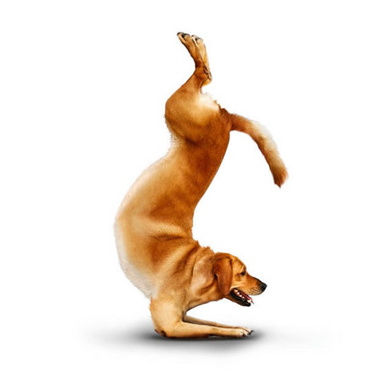 yoga-dogs11