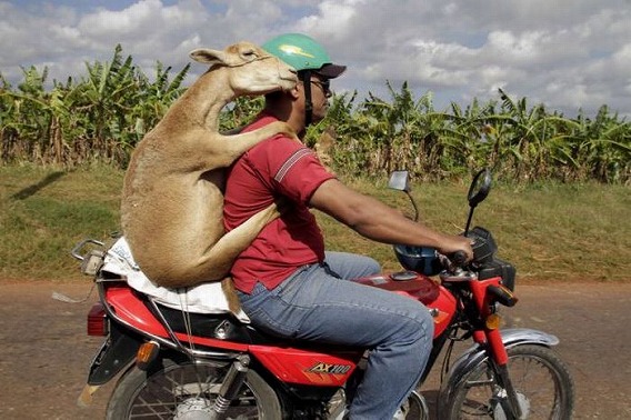 meanwhile_in_south_america_08