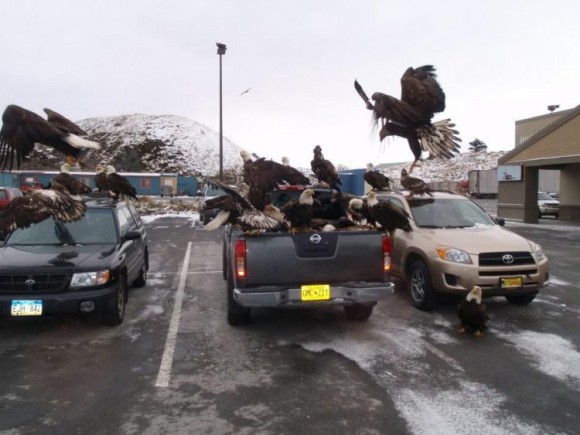 ハクトウワシの集団にヒャッハーされるアラスカの町（アメリカ）