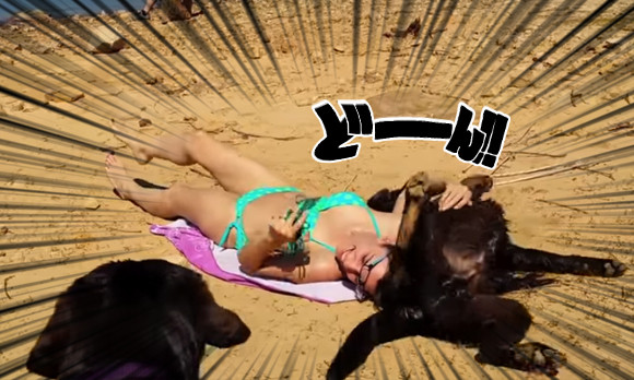 日光浴は断固阻止する。確固たる意志で飼い主女性の日光浴を妨害する犬
