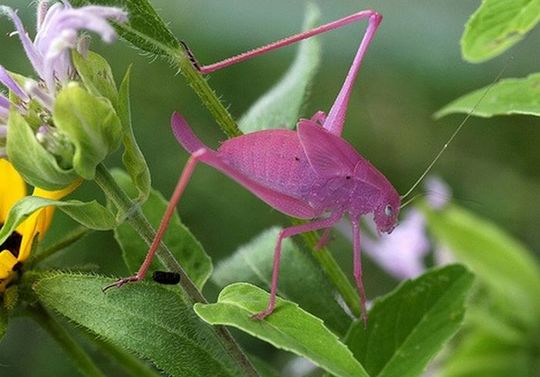 very_rare_ping_katydid_05
