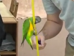 2分間で20の芸をこなすオウム