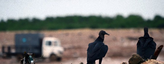 荒ぶるハゲワシ、人間の車のパーツを次々と剥ぎ取っていく事件が発生（アメリカ）