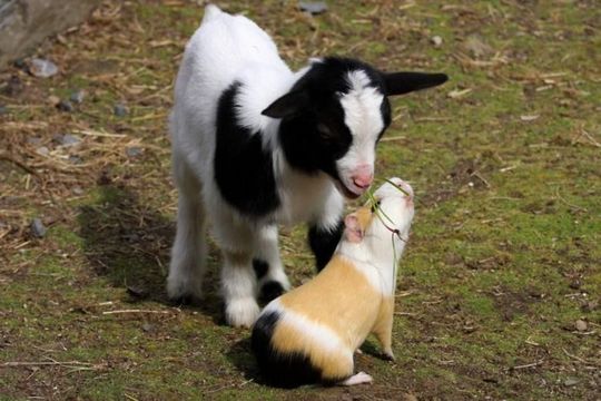 animals_64_13