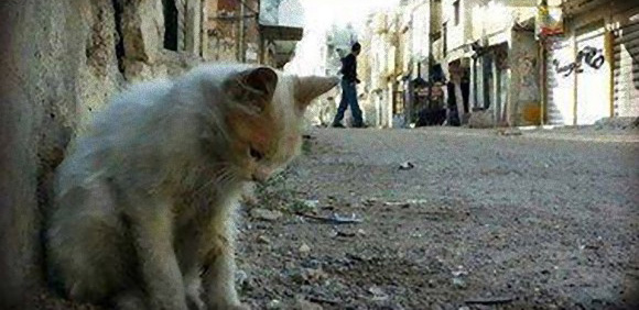 激戦の続くシリアで放置された猫を救う反政府軍の「猫大佐」（追記：画像追加）