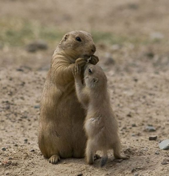 these_funny_animals_469_640_24