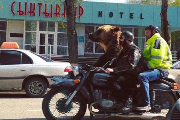 道路を車で走っていたらクマとすれ違うロシアでみかけた光景