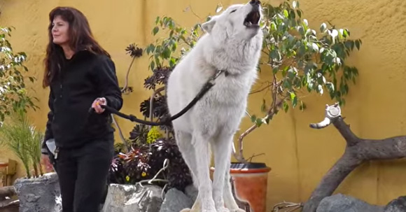 訓練されたオオカミ、観客の声に合わせて遠吠えで合唱