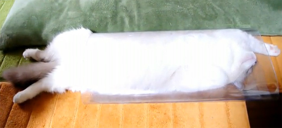 中身が透けて見えるのが新感覚！透明ランチマットに巻かれたい猫