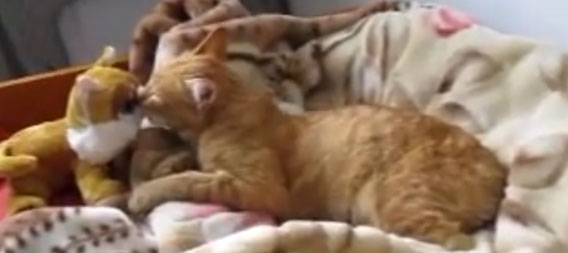 いつまでも絶えることなくキスし続ける猫