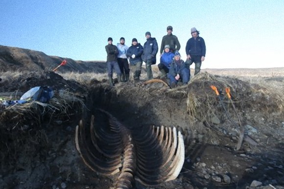 絶滅した巨大海棲哺乳類、ステラーカイギュウの骨格が発掘される（ロシア）