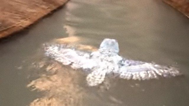 な、何ぃ！水陸両用だと？！アメリカ、パウエル湖でフクロウの泳ぐ姿が撮影されていた