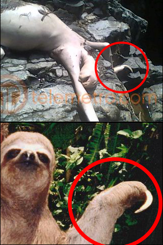 panamas_montauk_monster_sloth