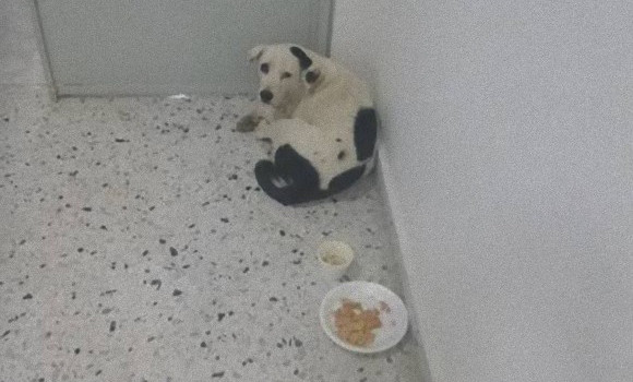 1か月以上毎日空港内で「誰か」を探し回り、待ち続けながら失意の中息絶えた犬（コロンビア）