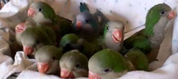 ごはん！ごはん！お食事時間を前にテンションがあがりまくるインコの子どもたち