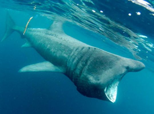 sharks_09