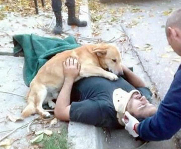 木から落ちて意識を失った男性の体を守るような姿勢で離れようとしない犬（アルゼンチン）