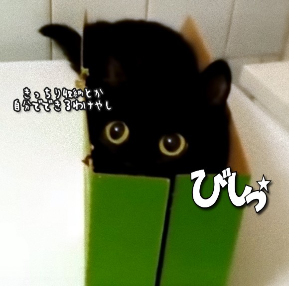 ただそれだけでかわいいんじゃ！緑の箱にしっぽり収まる黒猫
