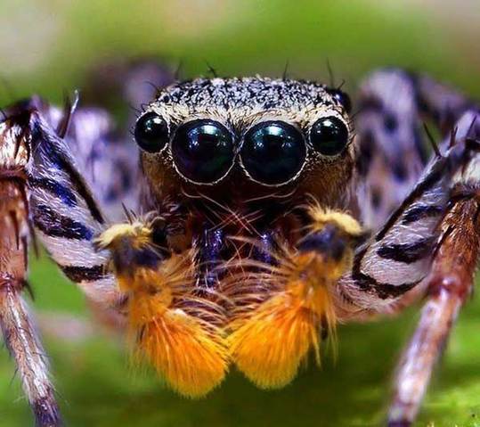 cute animals spiders (10)