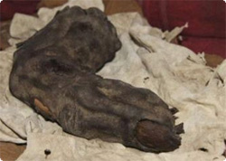 エジプトで発見された巨人ネフィリムの指？指の大きさはなんと96センチ