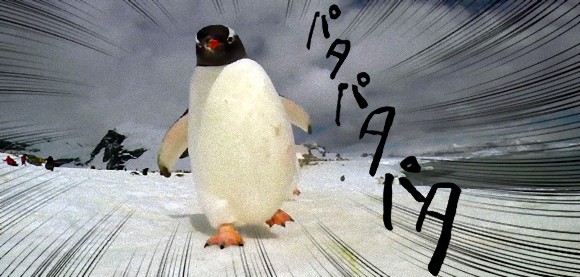こっち来た。あっ、食べられた！ペンギンに頭かじられた気分になれる映像