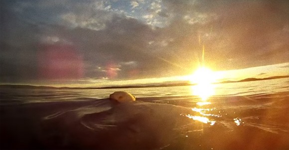 モフモフすいすい。ホッキョクグマの優雅な泳ぎを堪能できる高画質映像