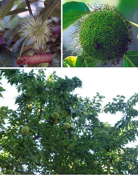 amazing_fruits_5