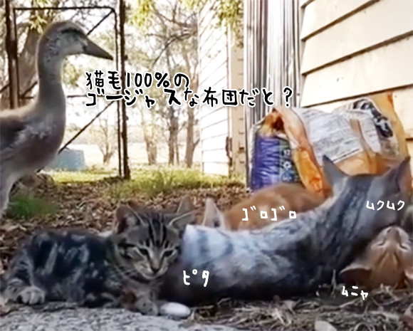 猫団子にはどうしても加わりたかった鳥。「ちょっと入りますよ」で中央を陣取る