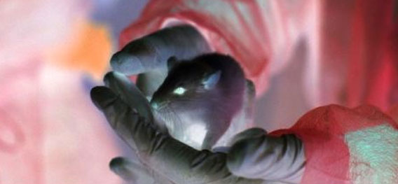 1滴の血液からクローンマウスを作り出すことに成功（理化学研究所）