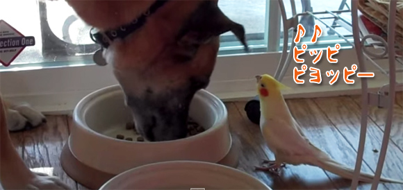 犬の食事を歌で称えるオカメインコのロージーさん