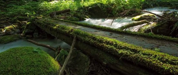 思わず深呼吸したくなる。秋田県の酸素がうまそうな緑溢れる自然の景色タイムラプス映像（大画面推奨）