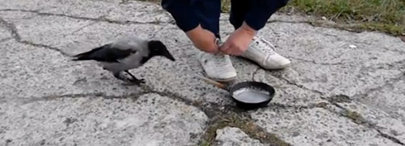 人間が手に持っているフライパンが欲しい！そこでカラスは考えた