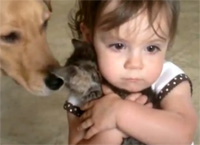 子猫、犬、女の子が三つ巴となった、かわいけしからん反則動画