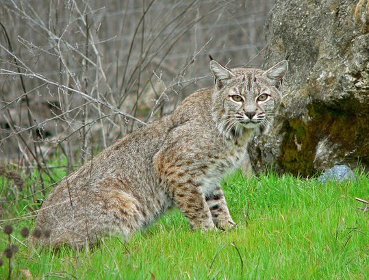 791px-Bobcat2