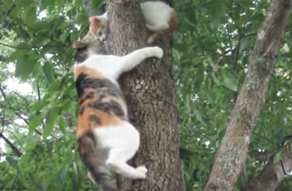 木から降りられなくなった子猫。すぐさま助けに向かうも木からしがみついて離れない。そこで母猫がとった行動は？