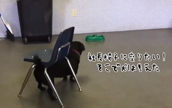 犬の賢さが突出する！大きな椅子に座りたい犬は考えた。そしてついに作戦成功！