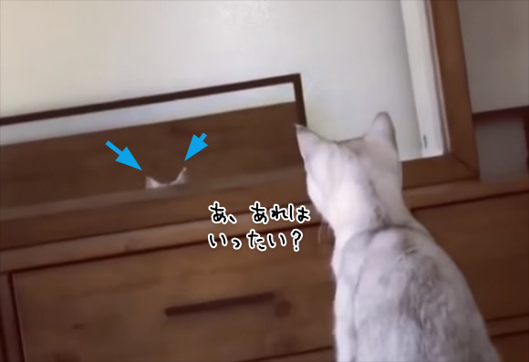あ、あれは...吾輩の耳？で、こうなった。猫が鏡に映った自分の耳を認識しているかもしれない件に関して