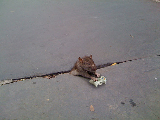 2009_10_rat6