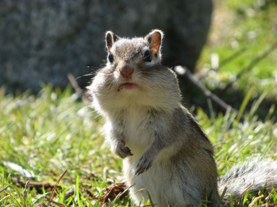 these_funny_animals_456_640_14