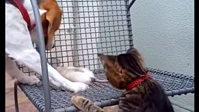 仲良くしたっていいじゃない？犬と猫とネズミのキャッキャウフフこのあとすぐ