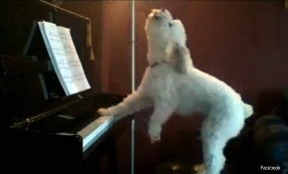 ピアノの弾き語りをする  犬