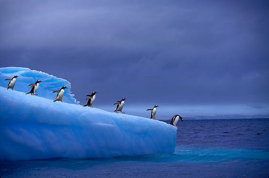 penguins_14