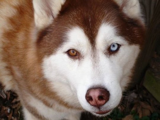 hybrid-animals-10