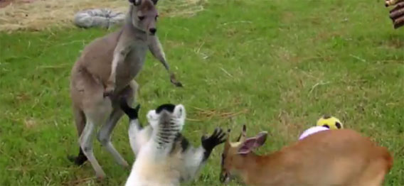 映画マダガスカルみたいな世界が裏庭に広がる。キツネザルとカンガルー、鹿＋αが仲良く遊ぶよ