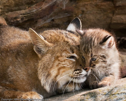 Bobcat_Mother_and_Kitten_1