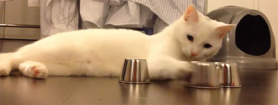 賢い猫、どれに入ってるでしょうか？のシェルゲームを次々と正解。そして犬も